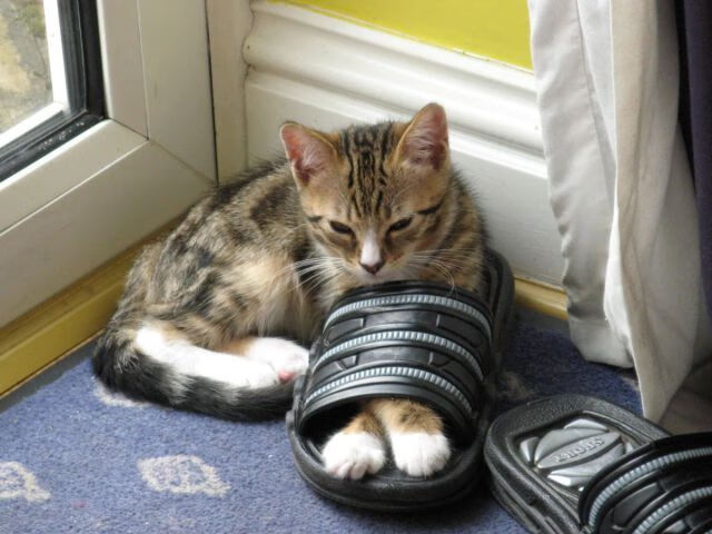 “战术调整逆转局势：教练用脑术让比赛走向新时代”，战术头脑