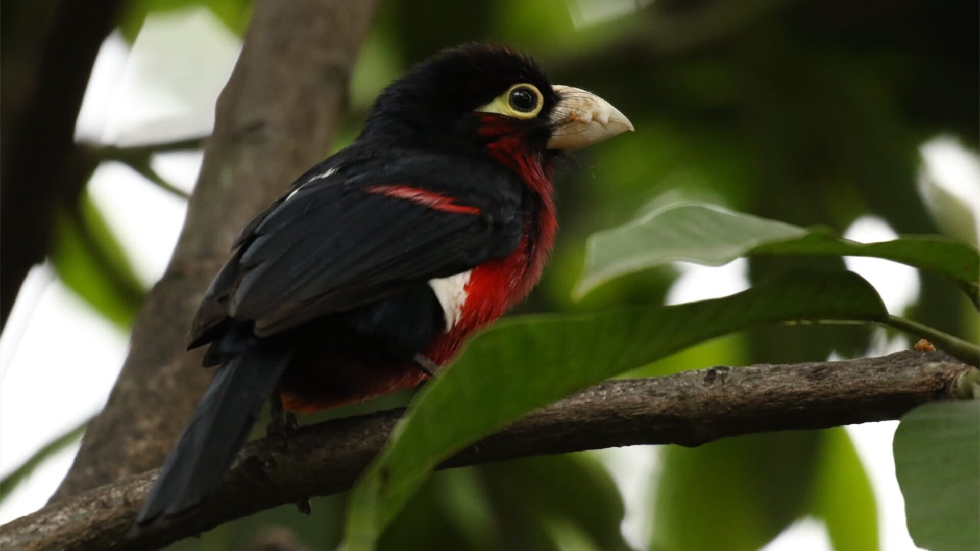 “联赛次轮焦点战：争冠集团火力全开”，《争冠军》