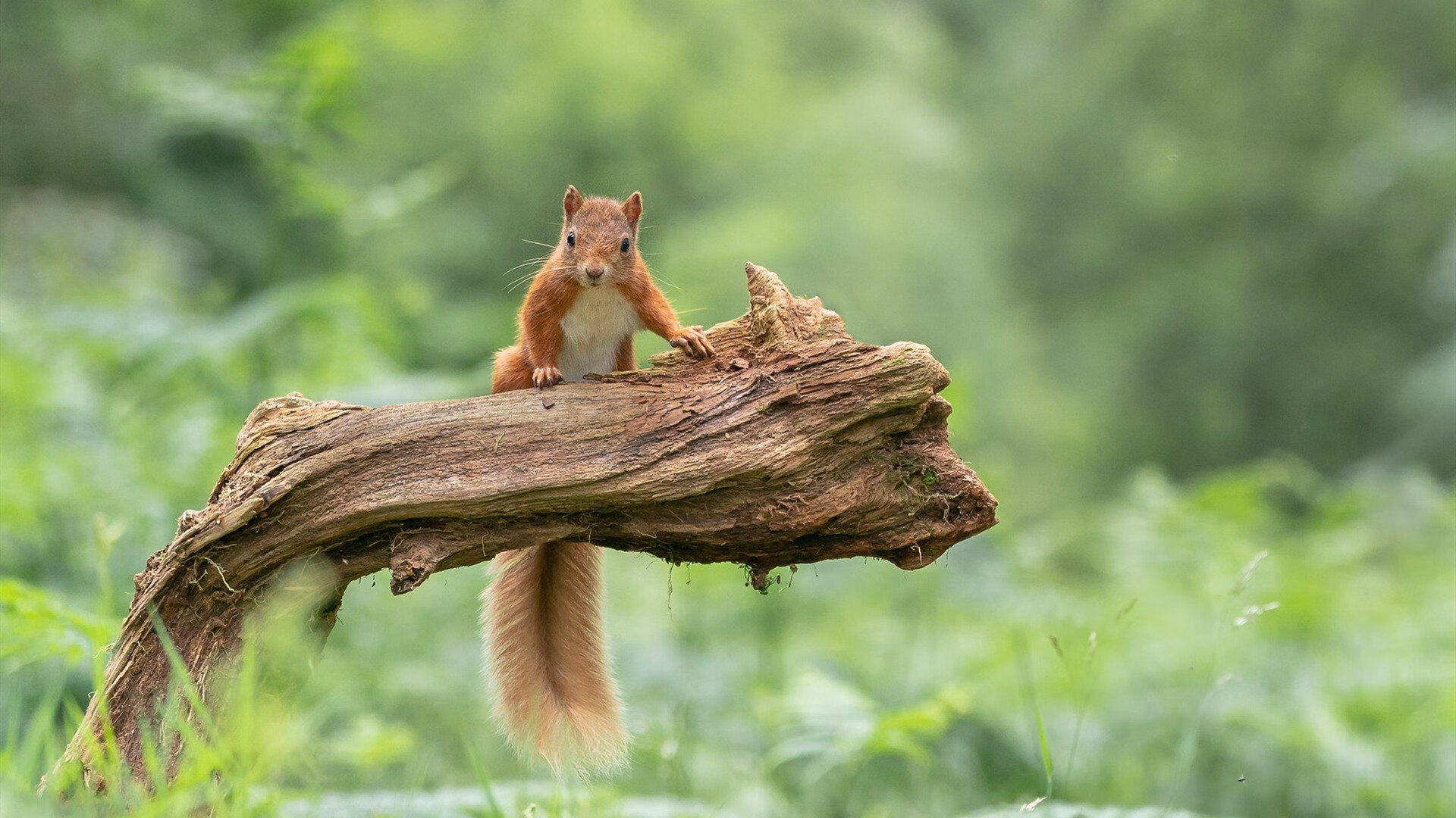 “西甲强队对画：场面火爆吹响战斗号角”，西甲阵容
