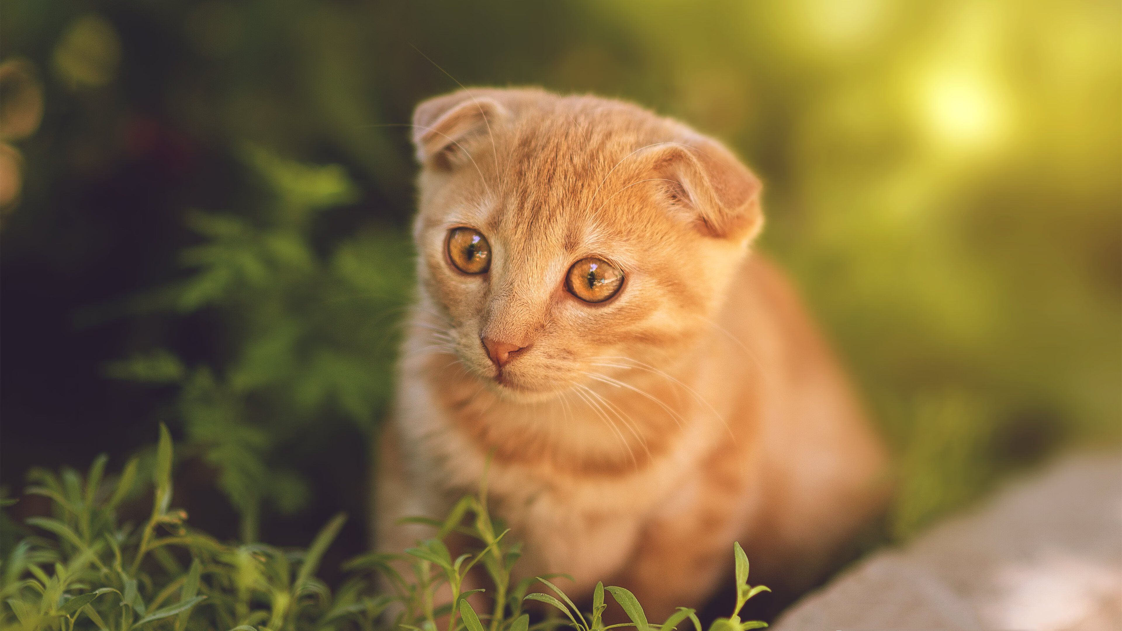 九游体育登陆-《Dota 2韩国锦标赛，KT战队成功卫冕》，韩国dota2mvp