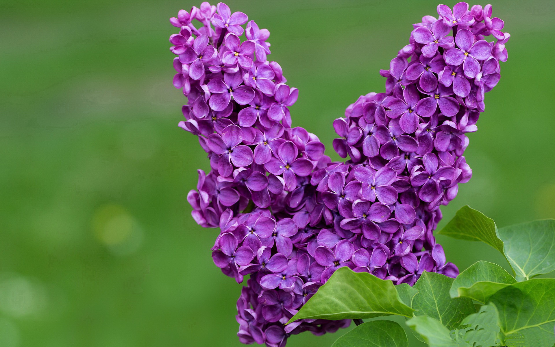 伊朗骑手阿里·巴赫蒂亚里在巴黎奥运会上与“Shahram”马匹共同参赛，尽管因马匹受伤被迫退出，但展现了坚强意志。